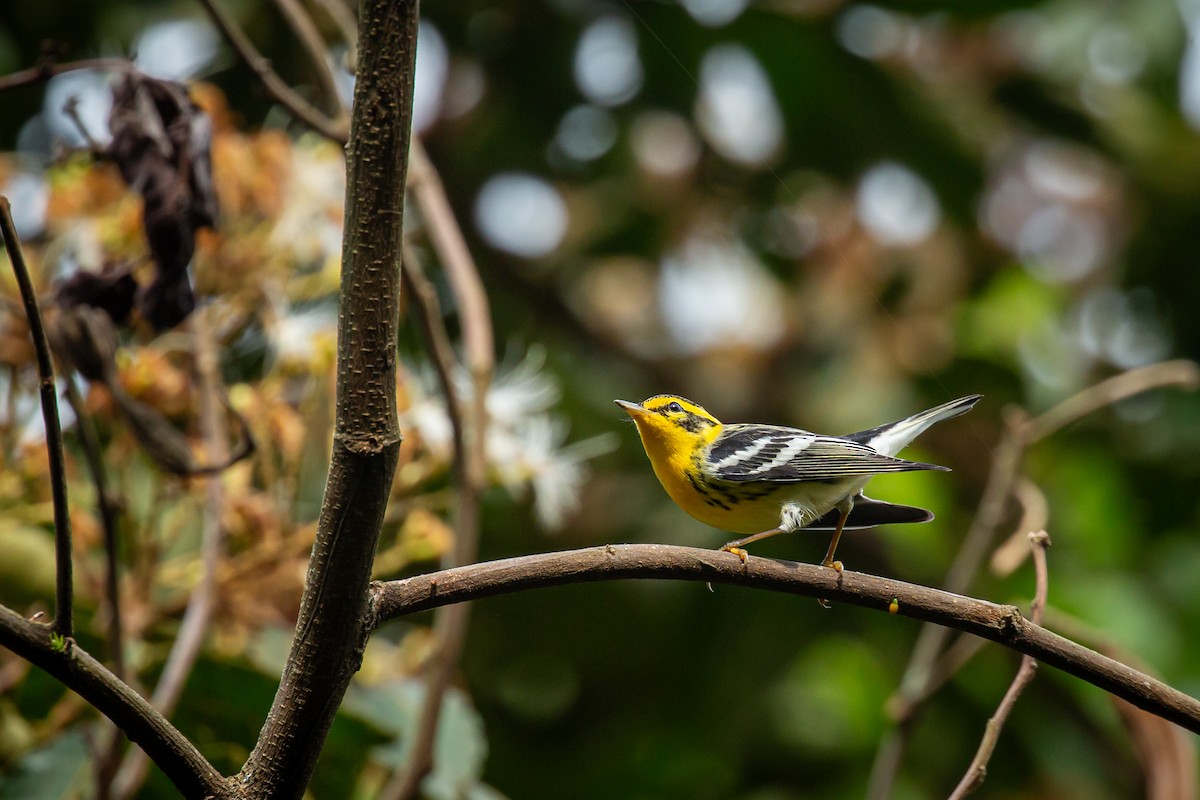 Blackburnian Warbler - ML644770580