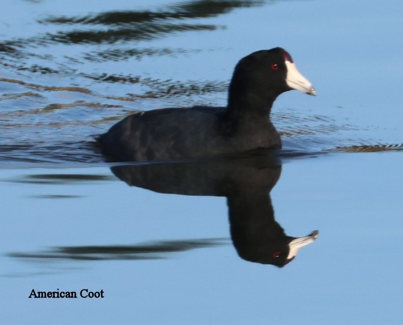 Лиска американська - ML644770581