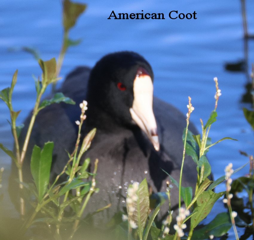 Лиска американська - ML644770582