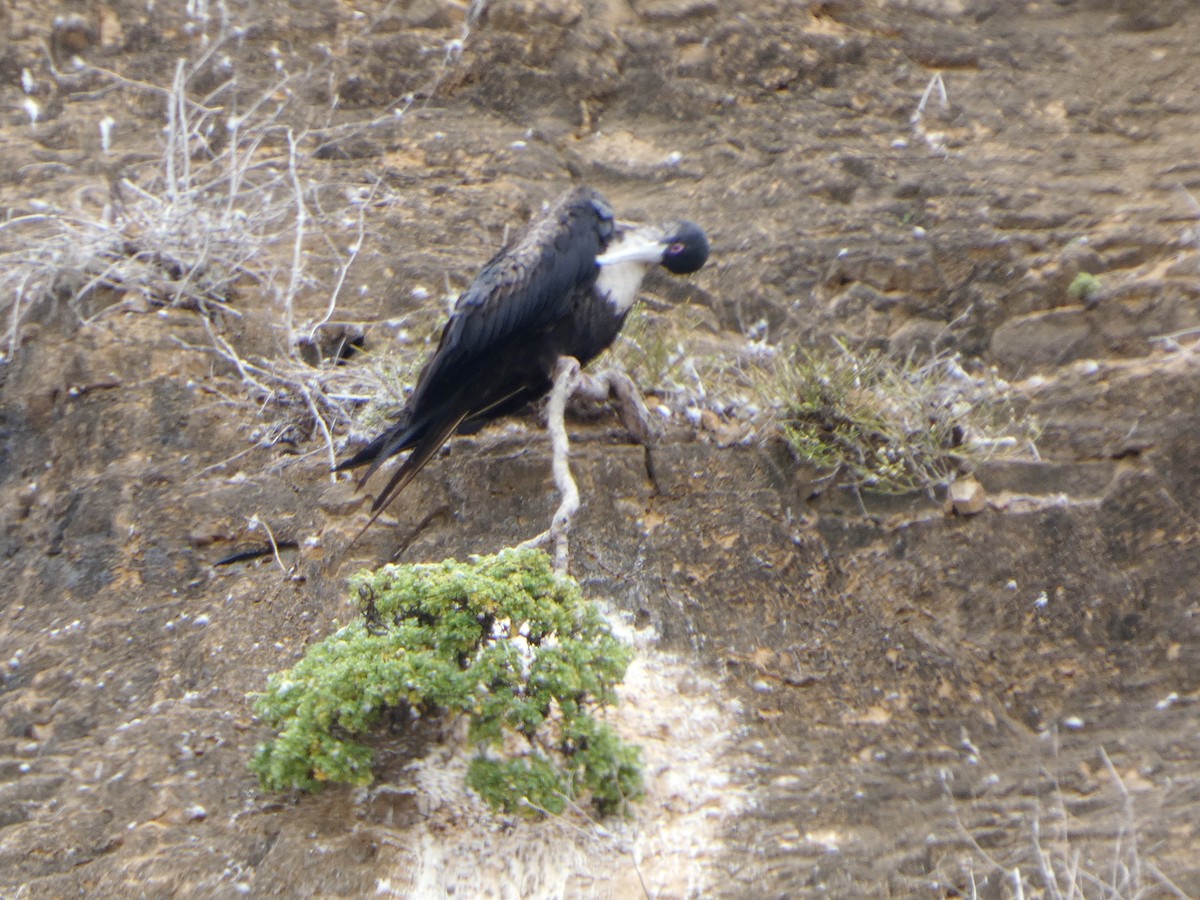 פריגט גדול - ML644770604