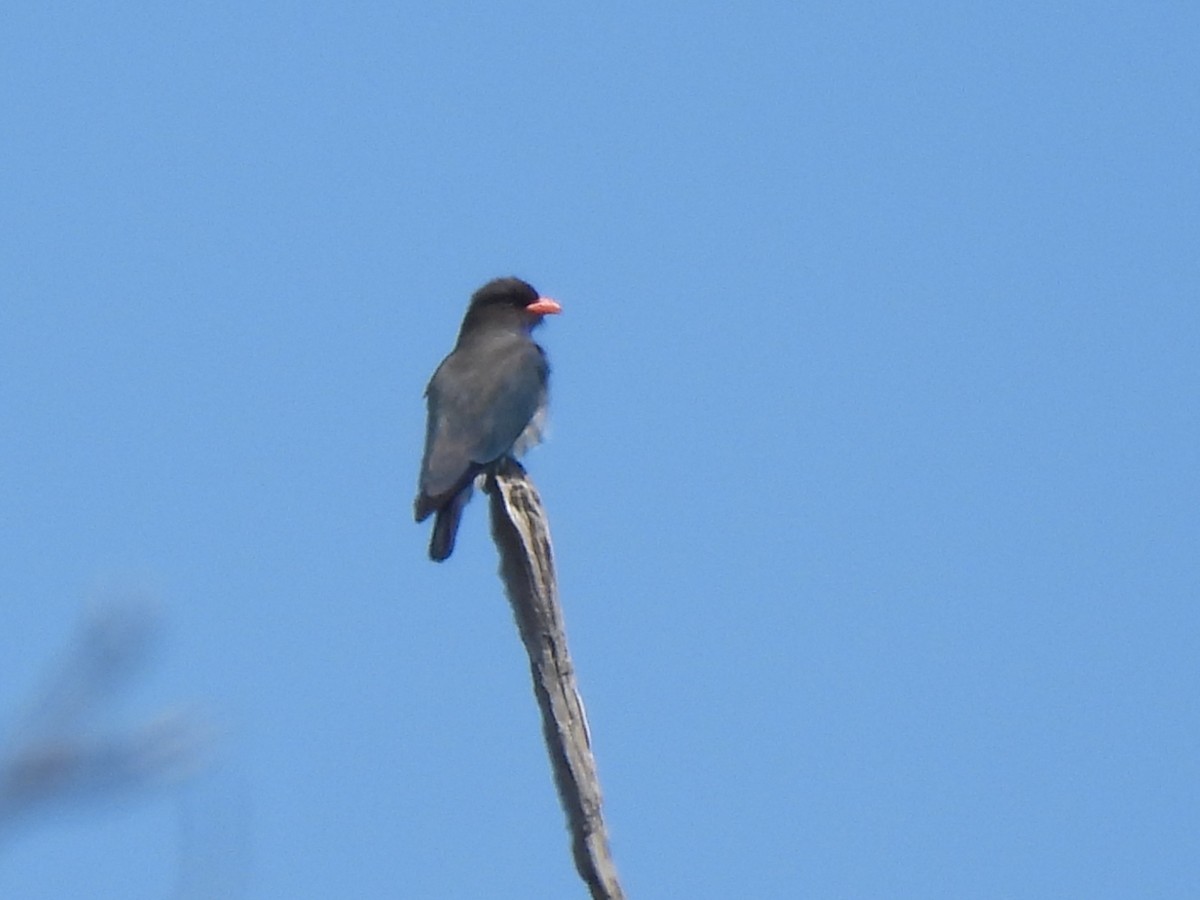 Dollarbird - ML644770609