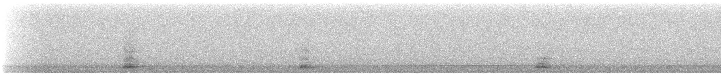 Koartza hauskara amerikarra - ML644770613