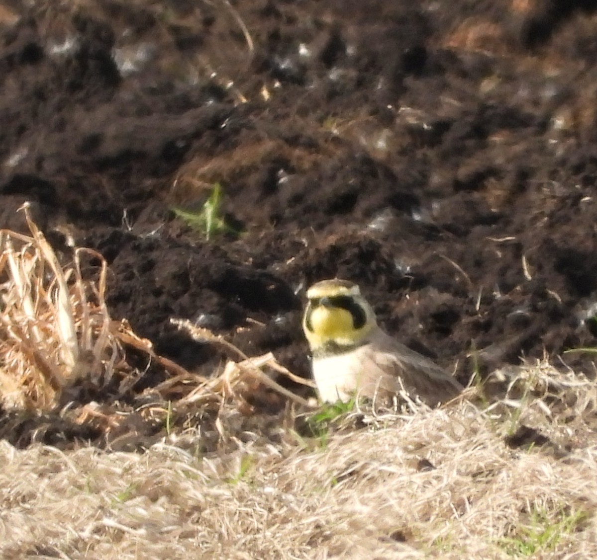 Horned Lark - ML644770614
