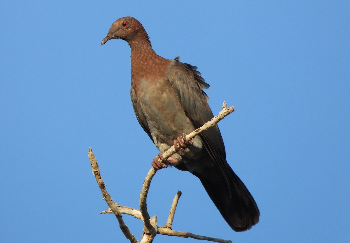 Scaly-naped Pigeon - ML644770620