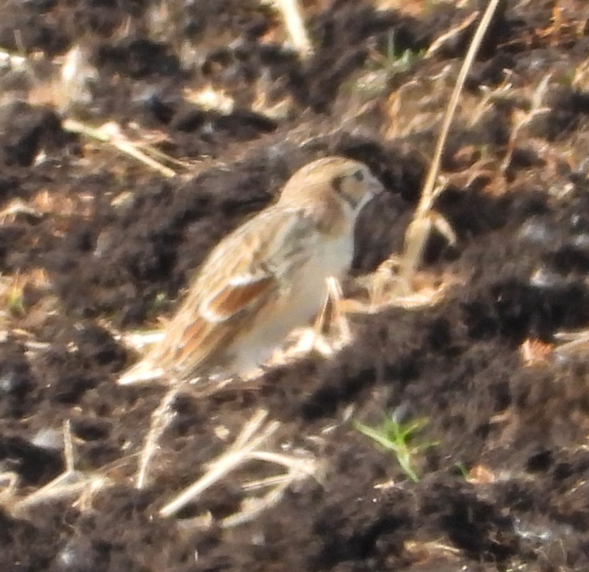 Lapland Longspur - ML644770637