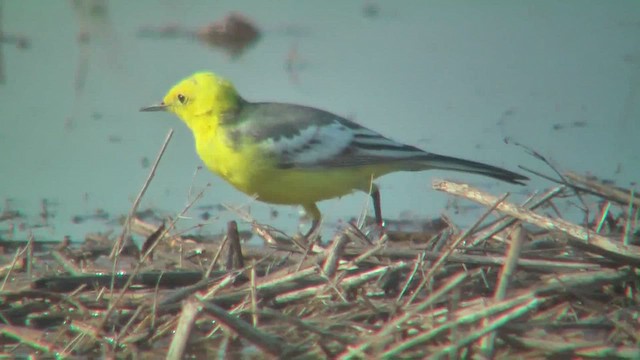 Citrine Wagtail - ML644770644
