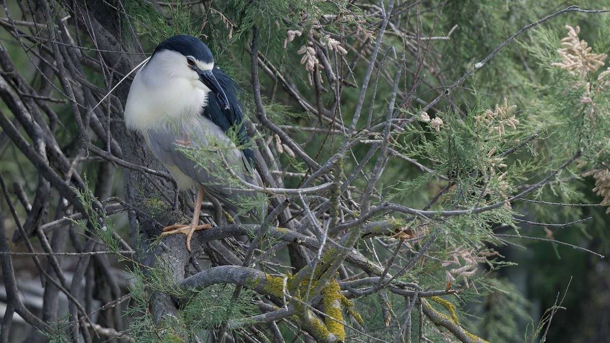Black-crowned Night Heron - ML644770655