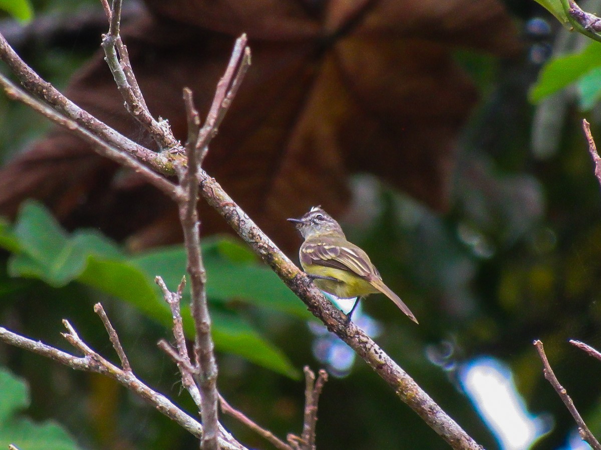 Forest Elaenia - ML644770666