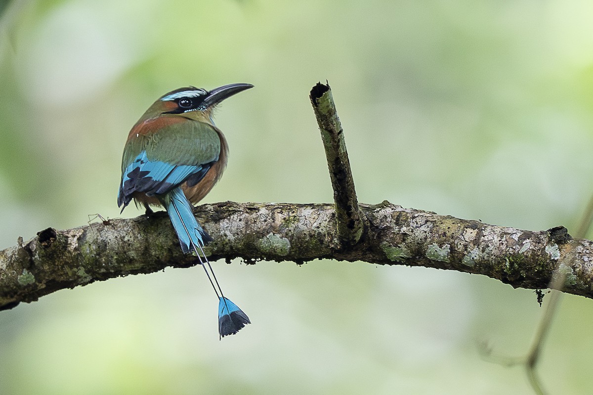 Turquoise-browed Motmot - ML644770667