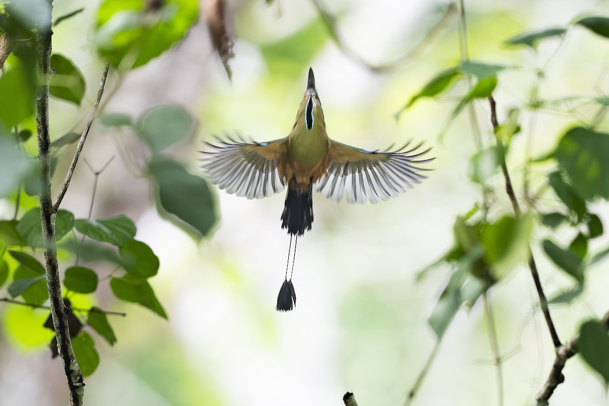 Turquoise-browed Motmot - ML644770668