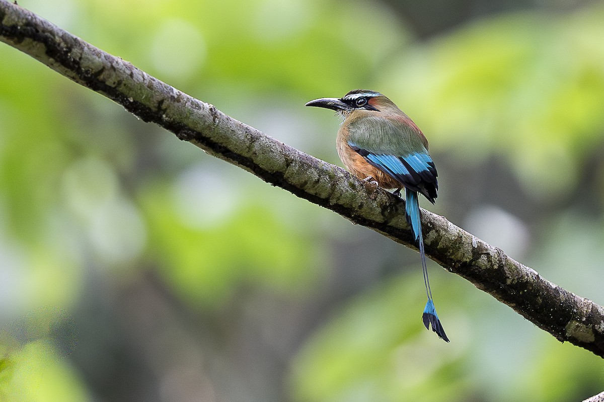 Turquoise-browed Motmot - ML644770669