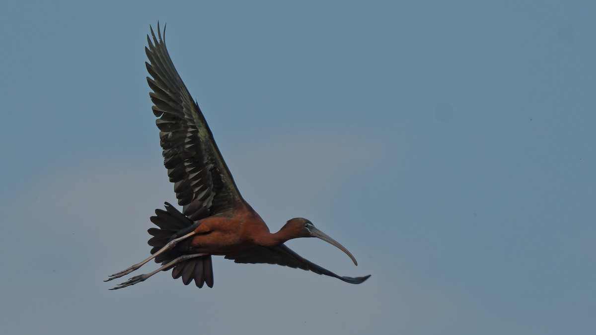 Glossy Ibis - ML644770674
