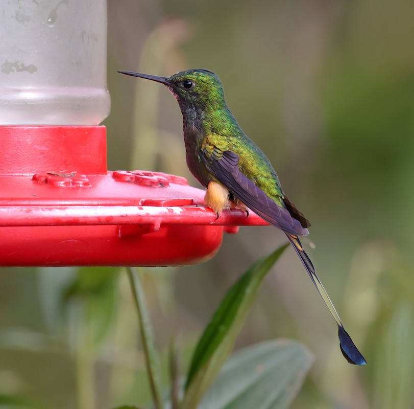 Peruvian Racket-tail - ML644770678