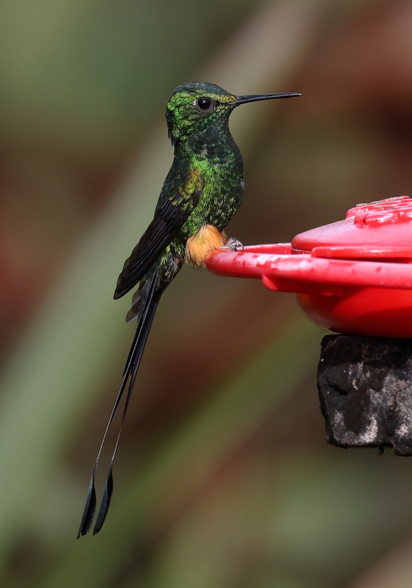 Peruvian Racket-tail - ML644770679