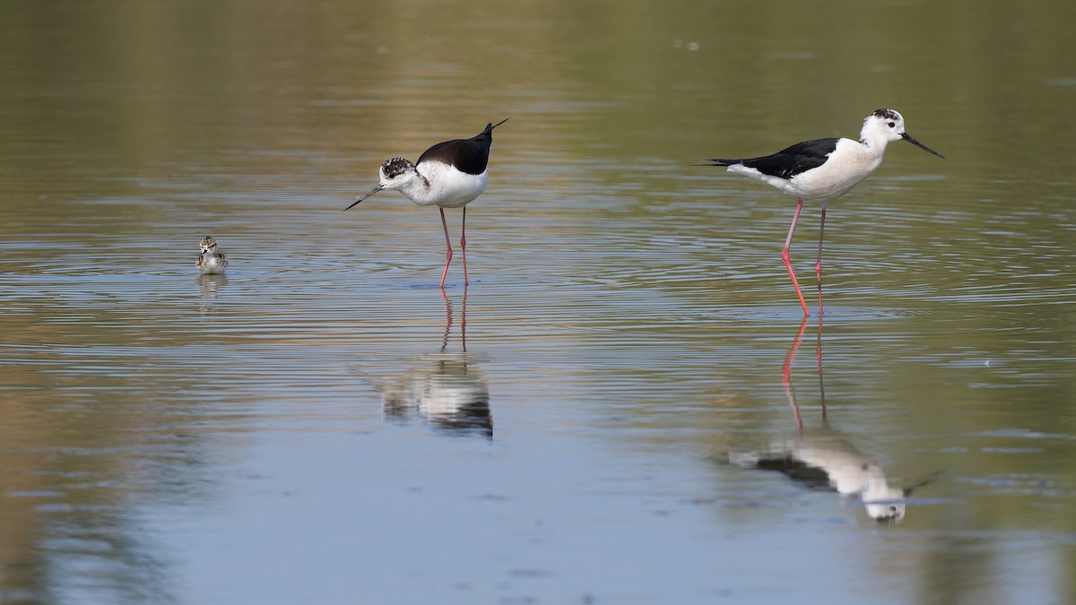 Black-winged Stilt - ML644770686