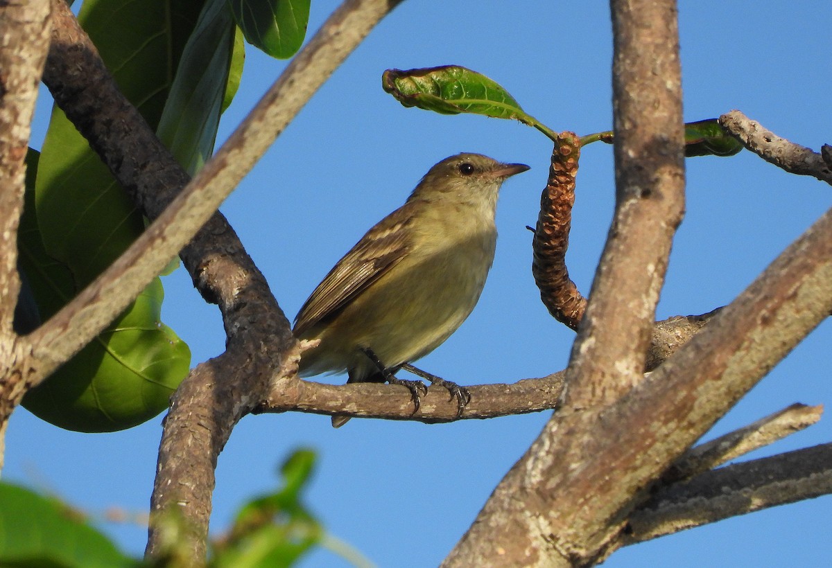 Caribbean Elaenia - ML644770687