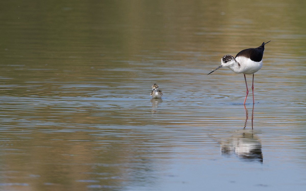 高蹺鴴 - ML644770692