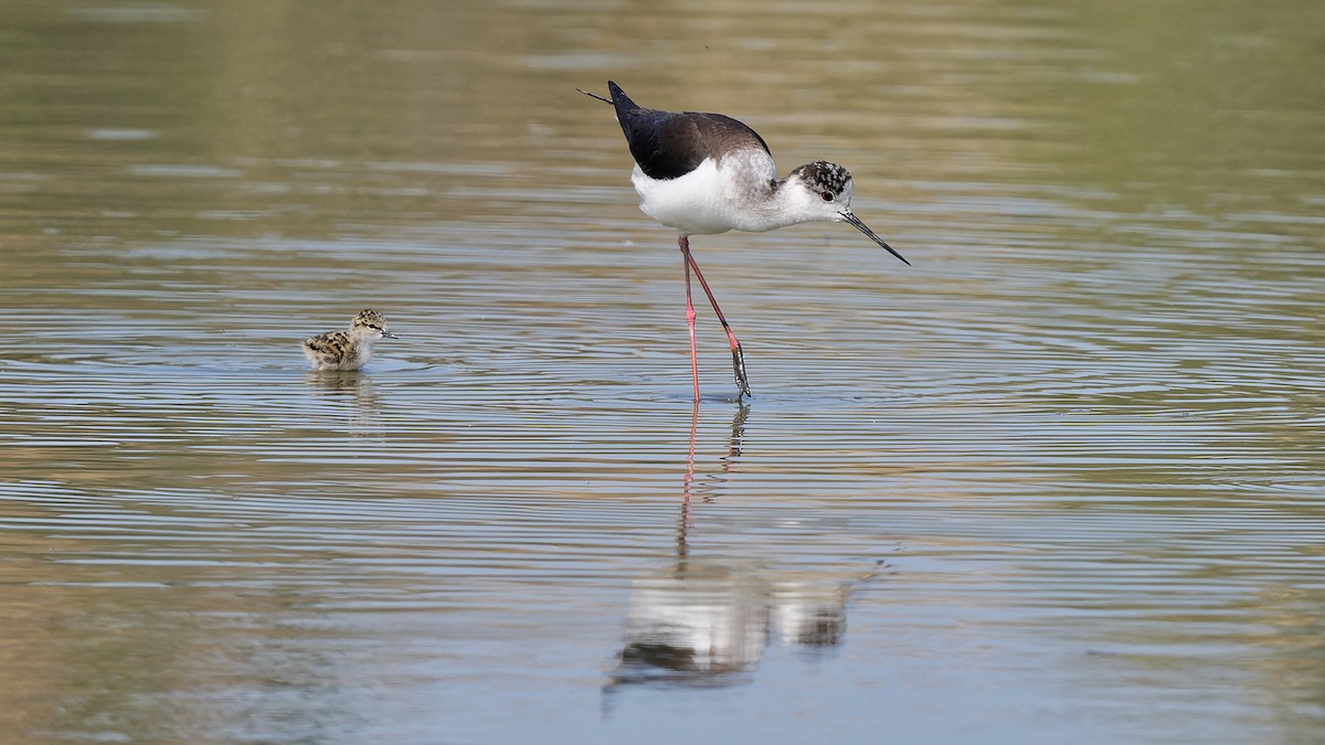 高蹺鴴 - ML644770693