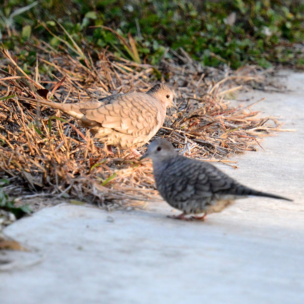 İnka Serçe Kumrusu - ML644770694