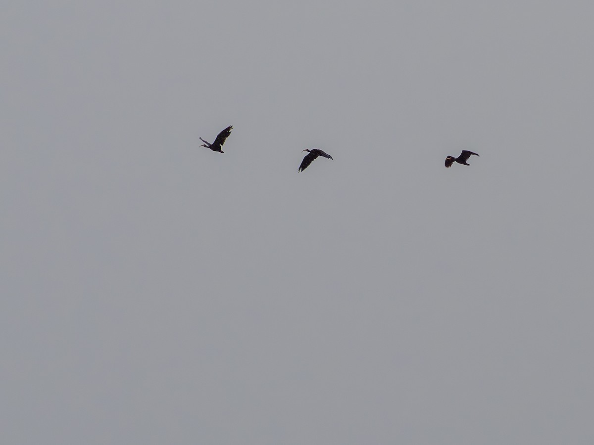 Bare-faced Ibis - ML644770695