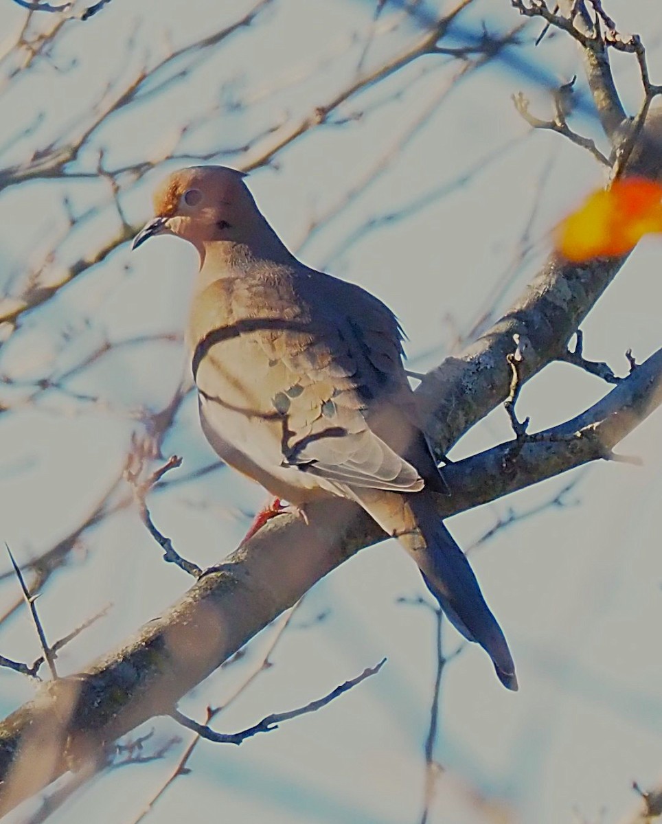 Zenaida Huilota - ML644770704