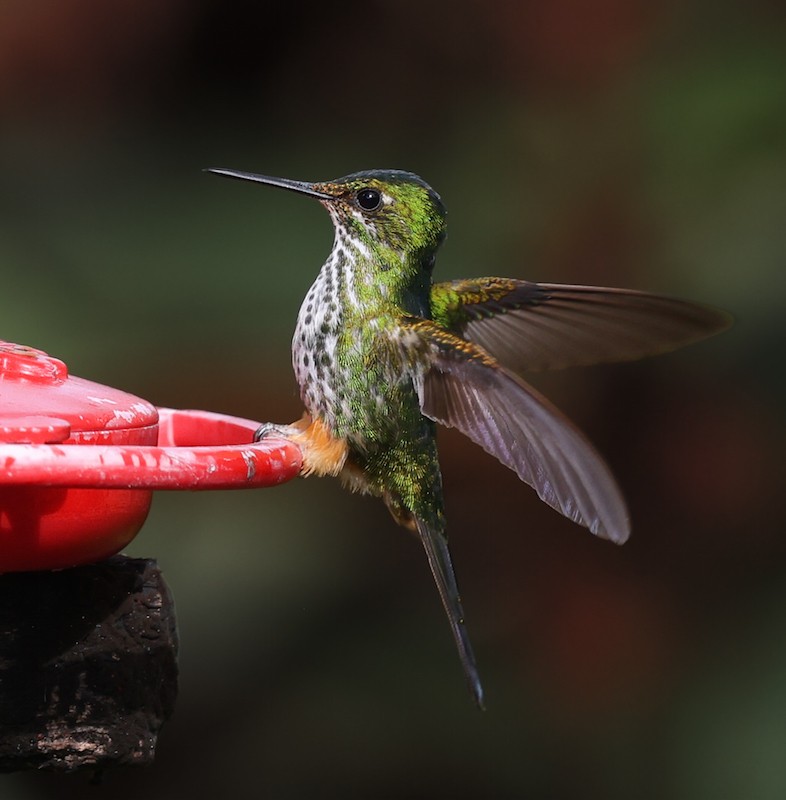 Peruvian Racket-tail - ML644770706