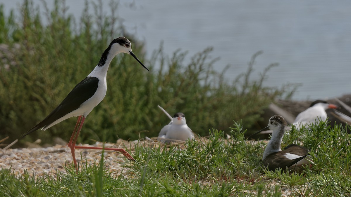 高蹺鴴 - ML644770707