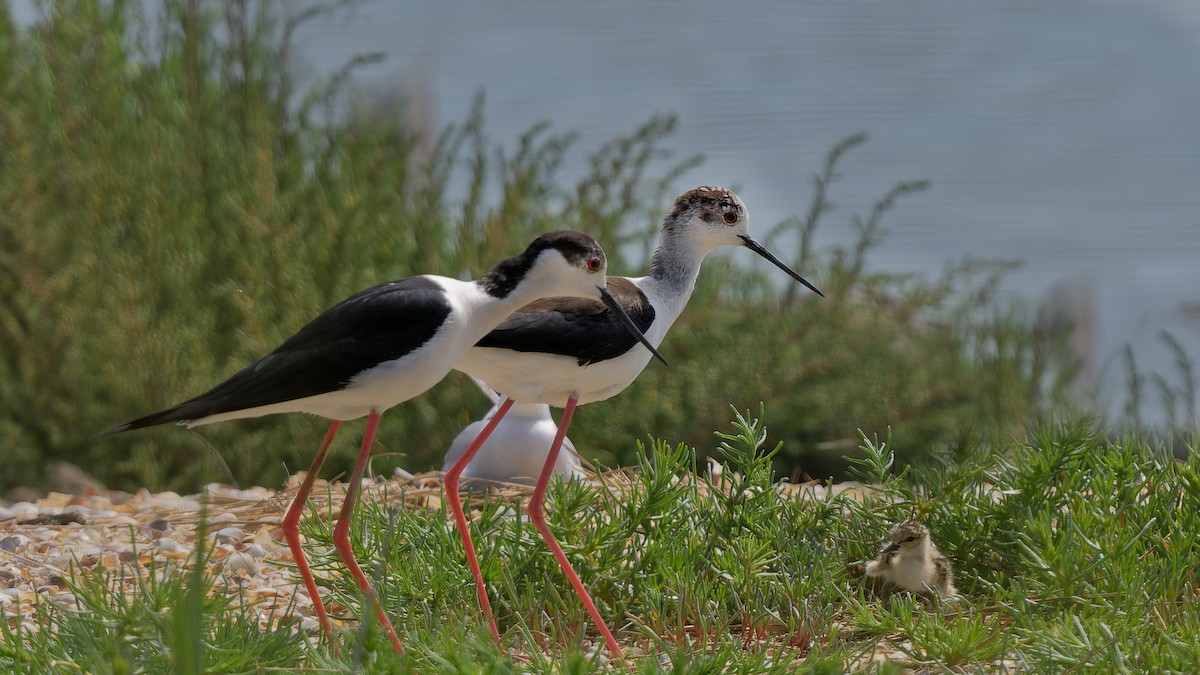 高蹺鴴 - ML644770716