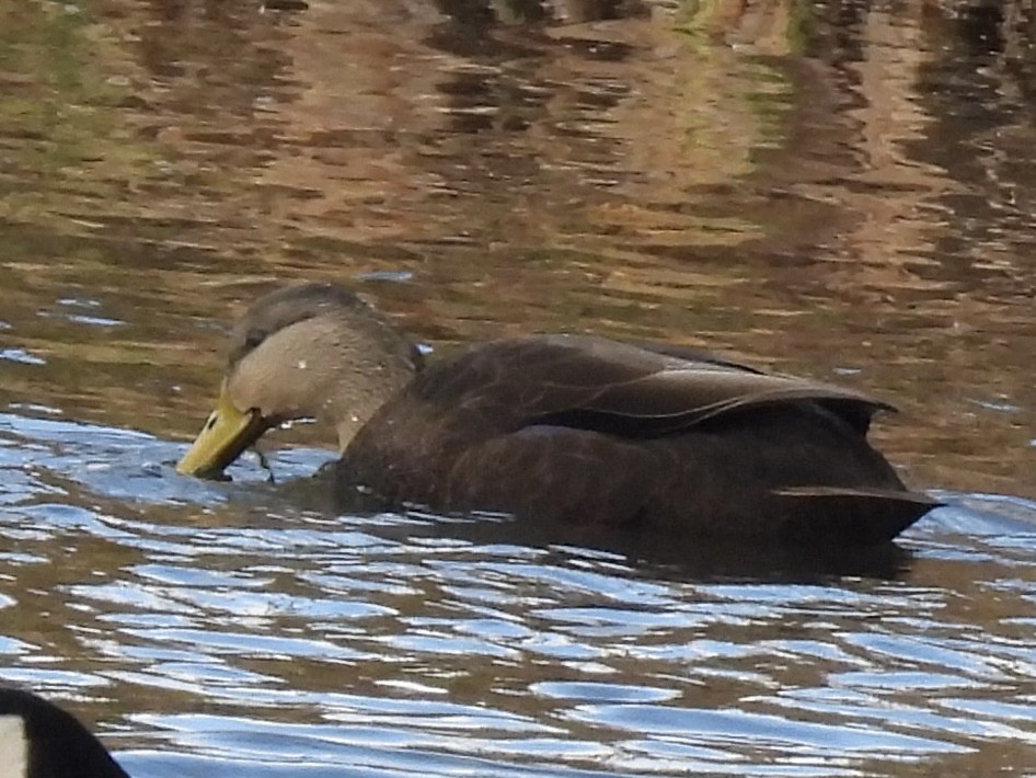 American Black Duck - ML644770719