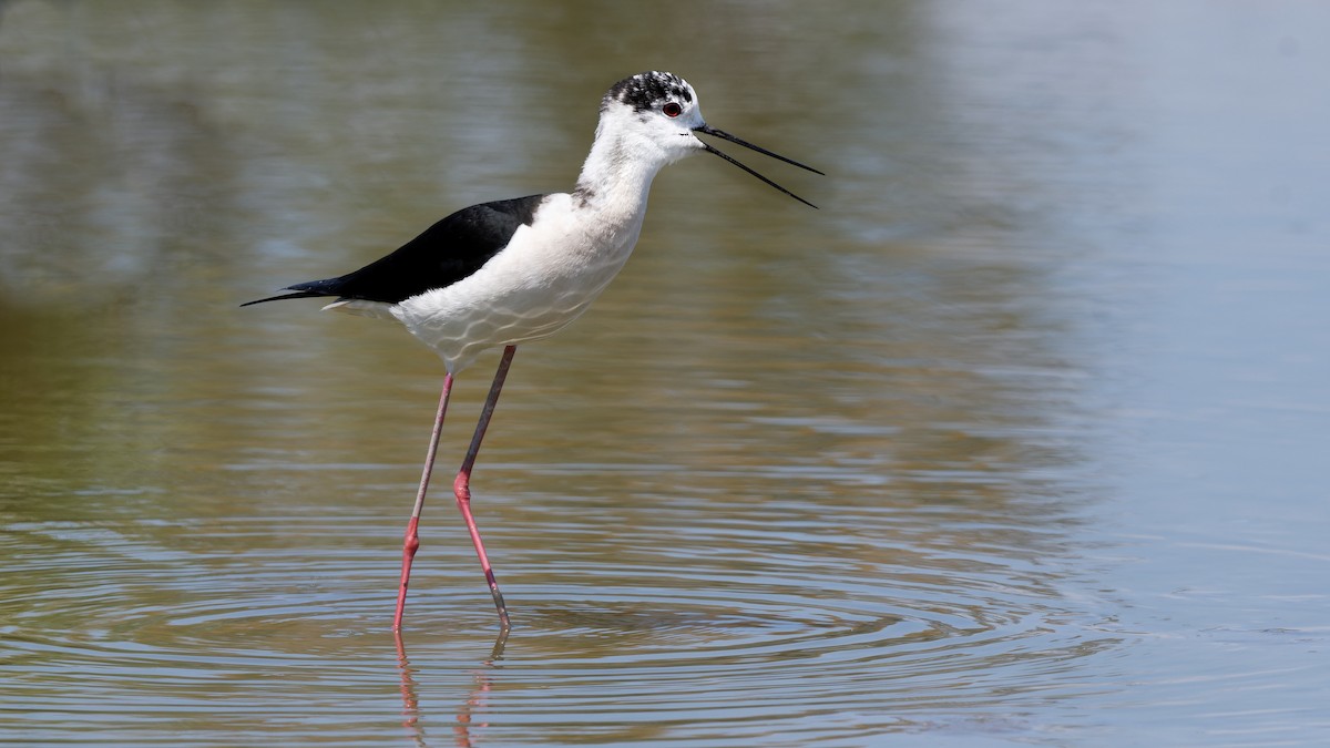 高蹺鴴 - ML644770732