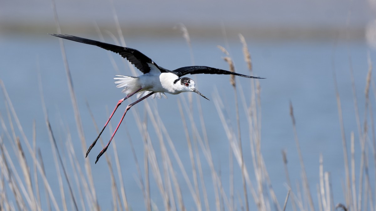 高蹺鴴 - ML644770737