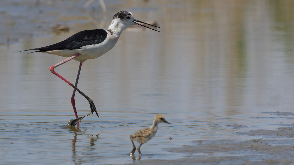 高蹺鴴 - ML644770738