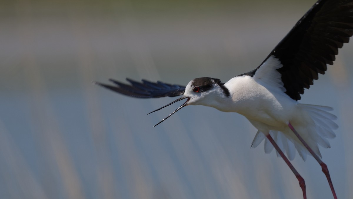 高蹺鴴 - ML644770740