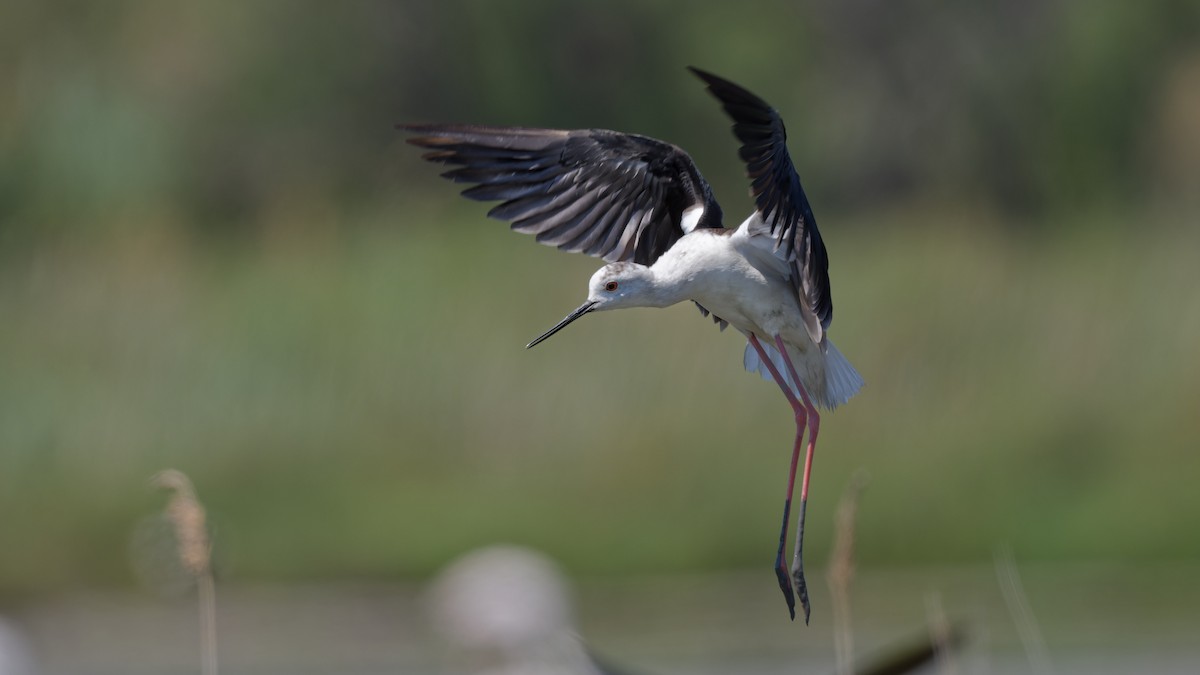 Black-winged Stilt - ML644770746