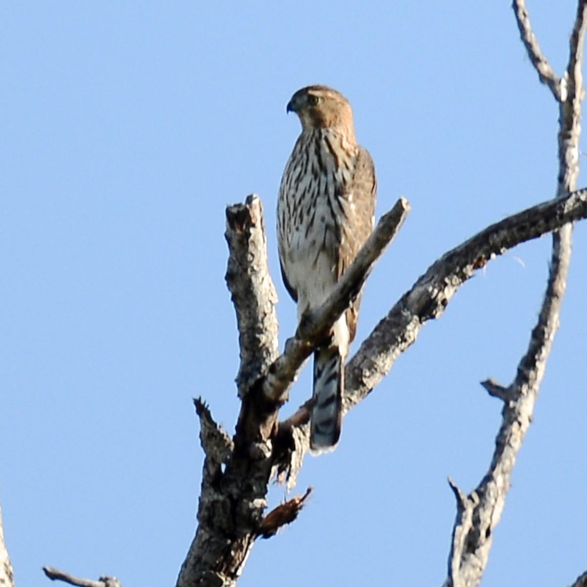 Cooper's Hawk - ML644770748