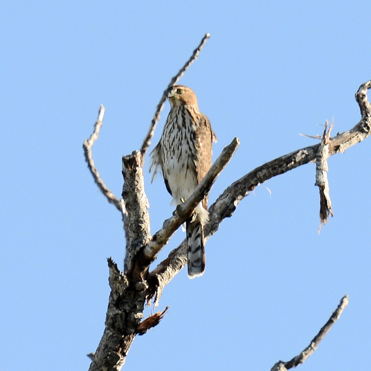 Cooper's Hawk - ML644770749