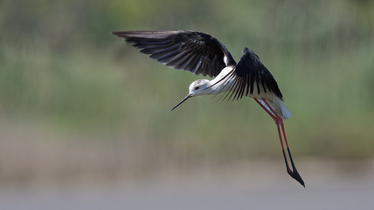 Black-winged Stilt - ML644770754