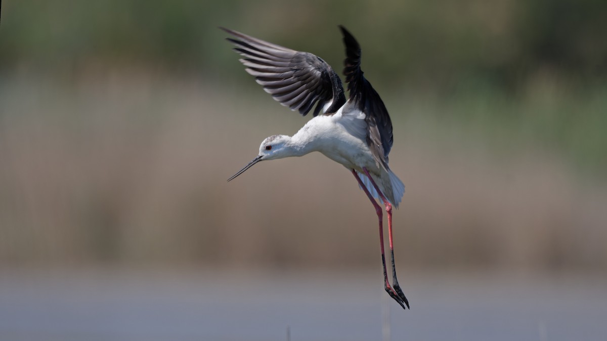 Black-winged Stilt - ML644770755