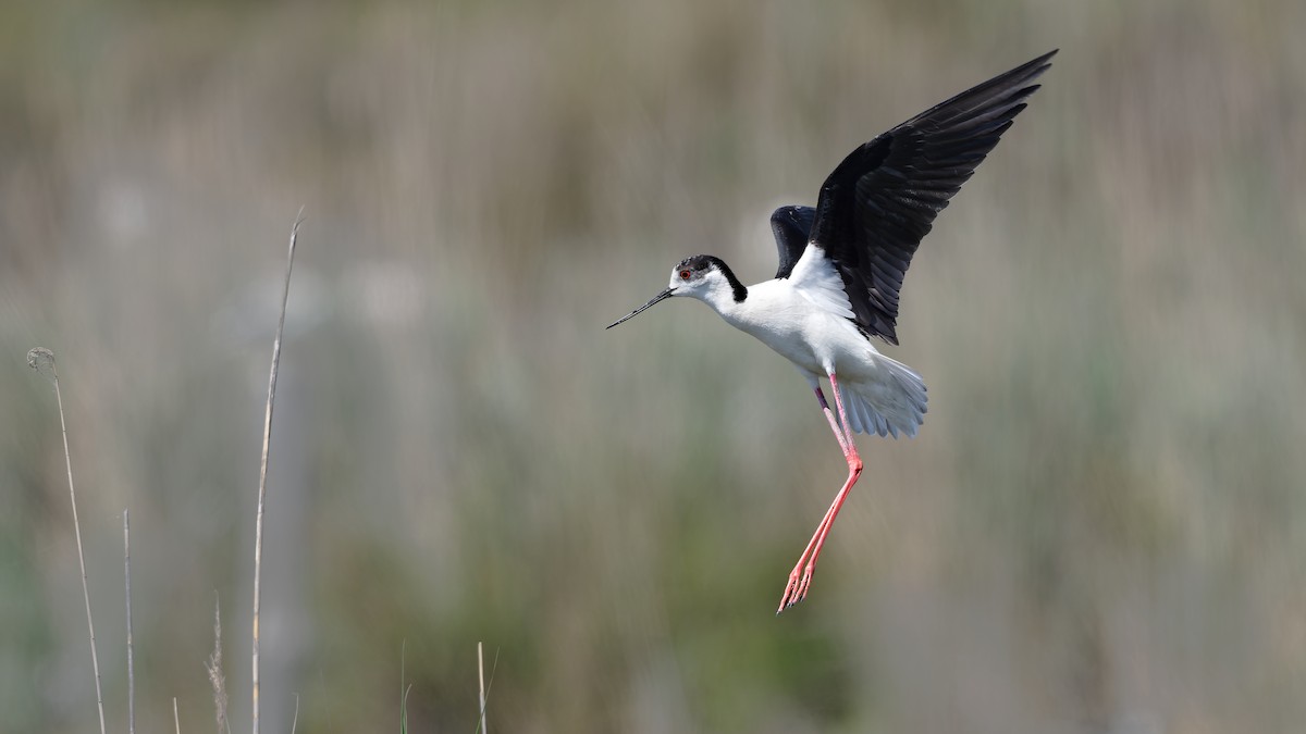 Black-winged Stilt - ML644770757