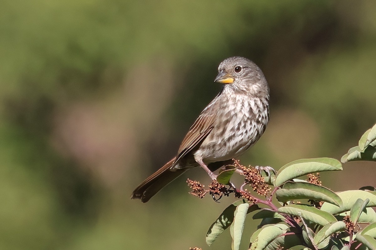 Fox Sparrow - ML644770759