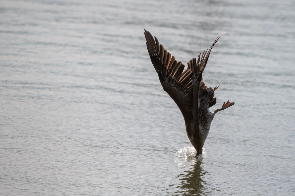 pelikán hnědý - ML644770760