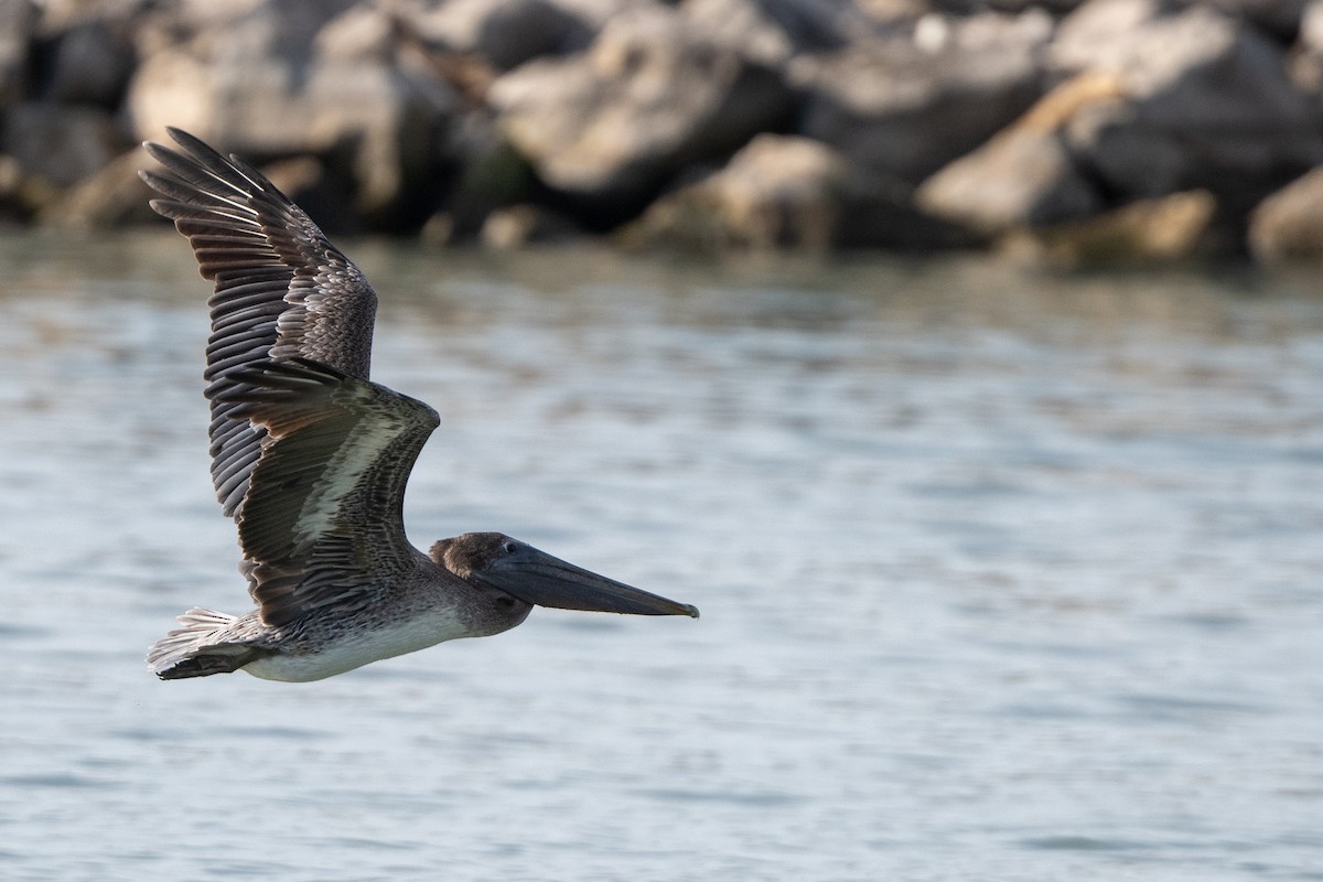 pelikán hnědý - ML644770765