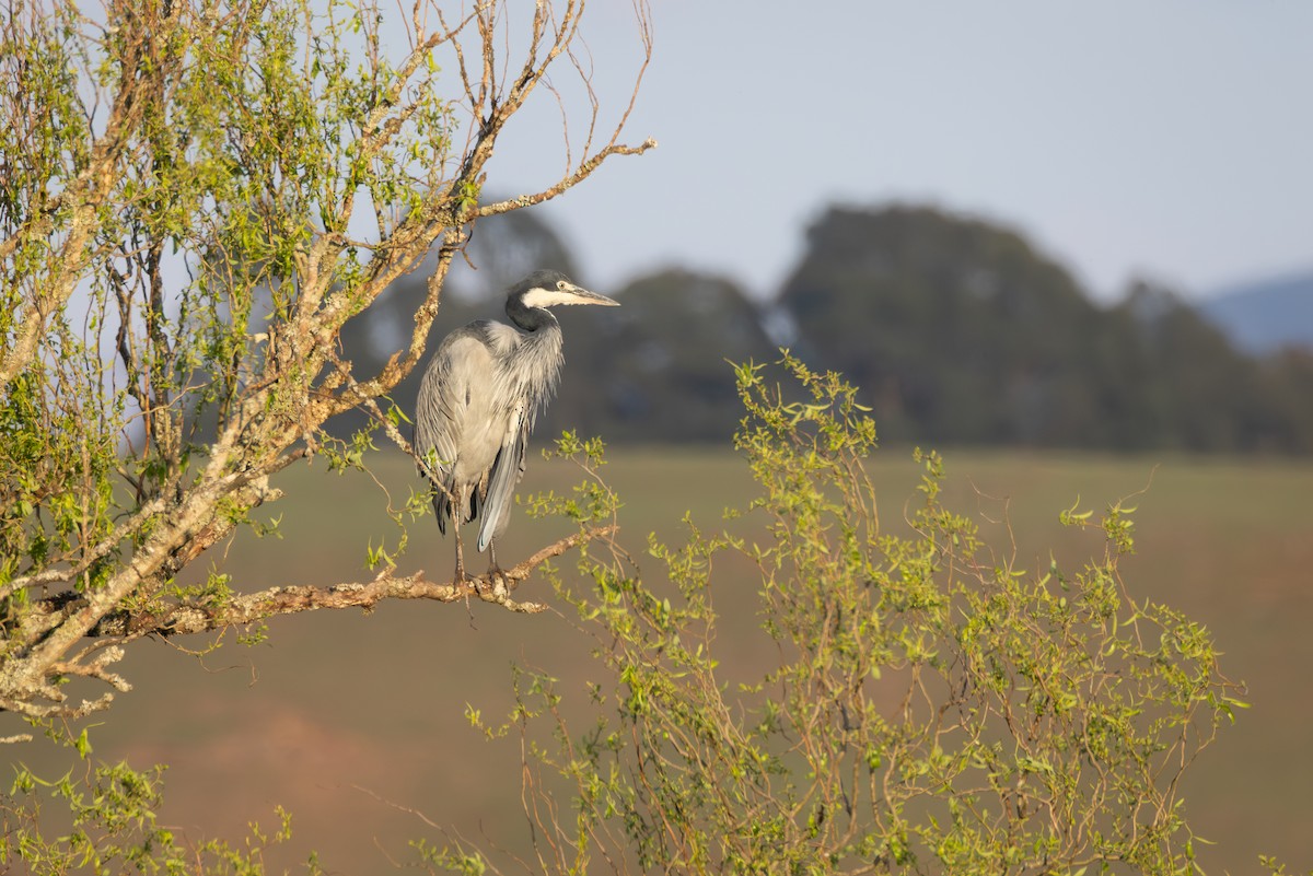 Black-headed Heron - ML644770766