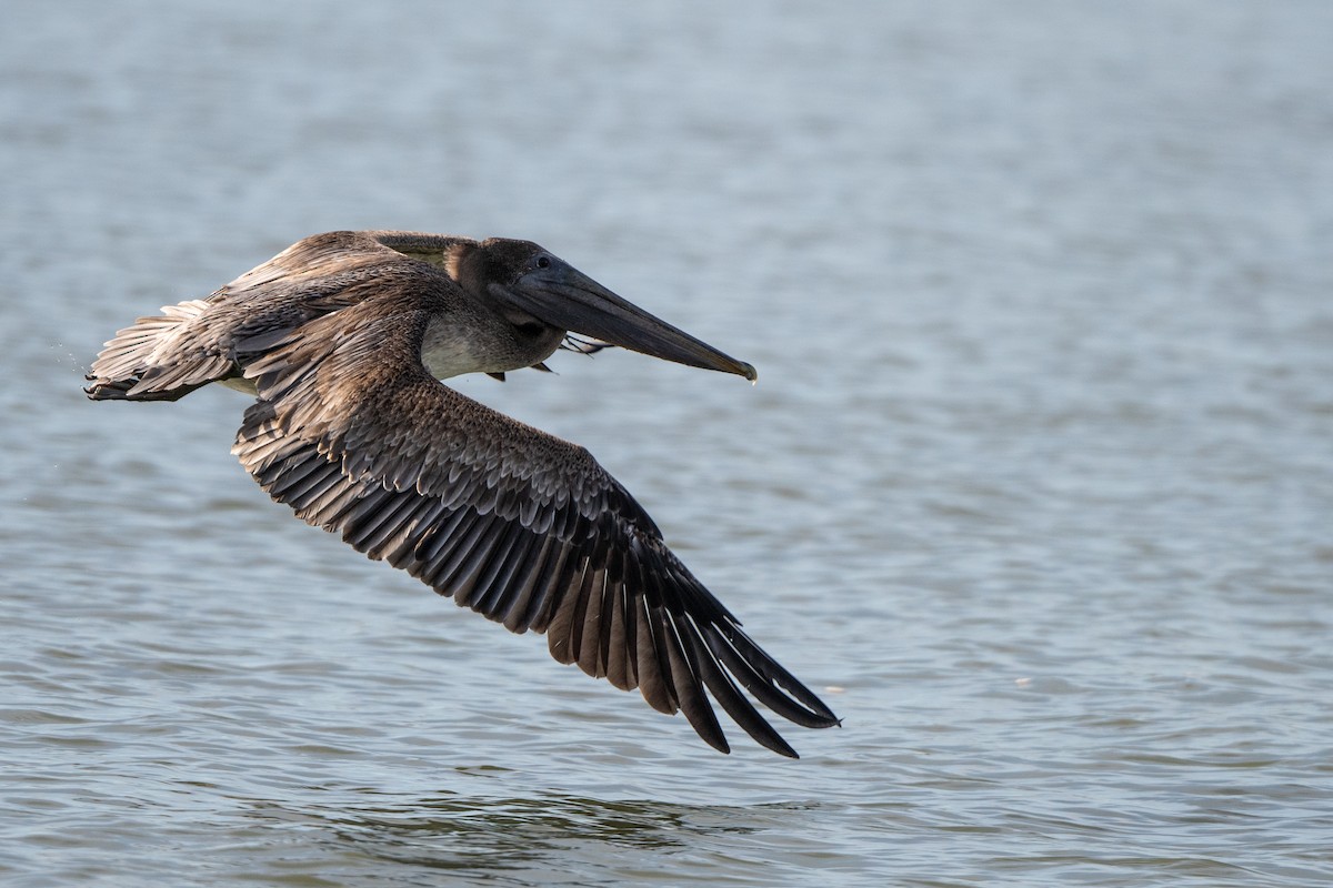 pelikán hnědý - ML644770767