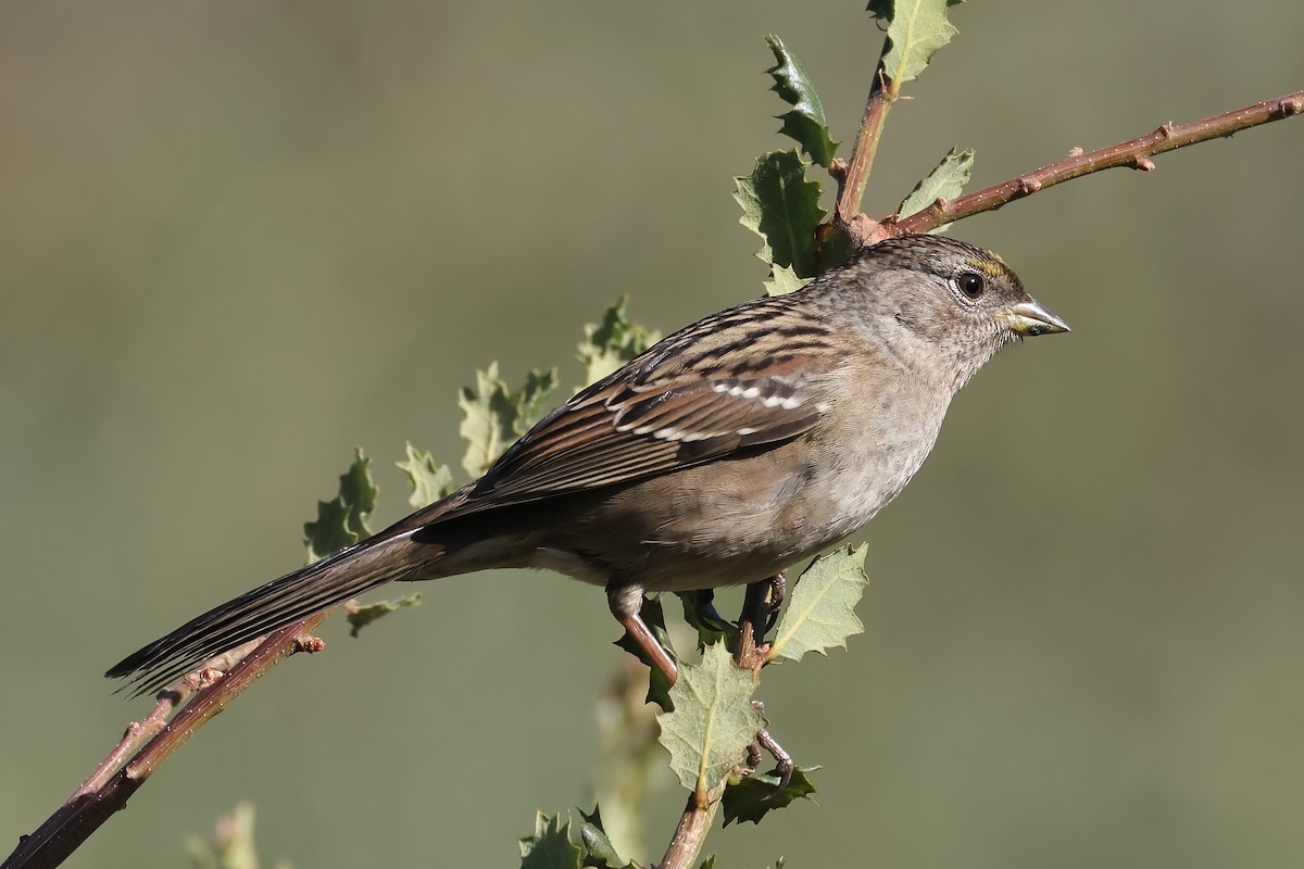 Golden-crowned Sparrow - ML644770768