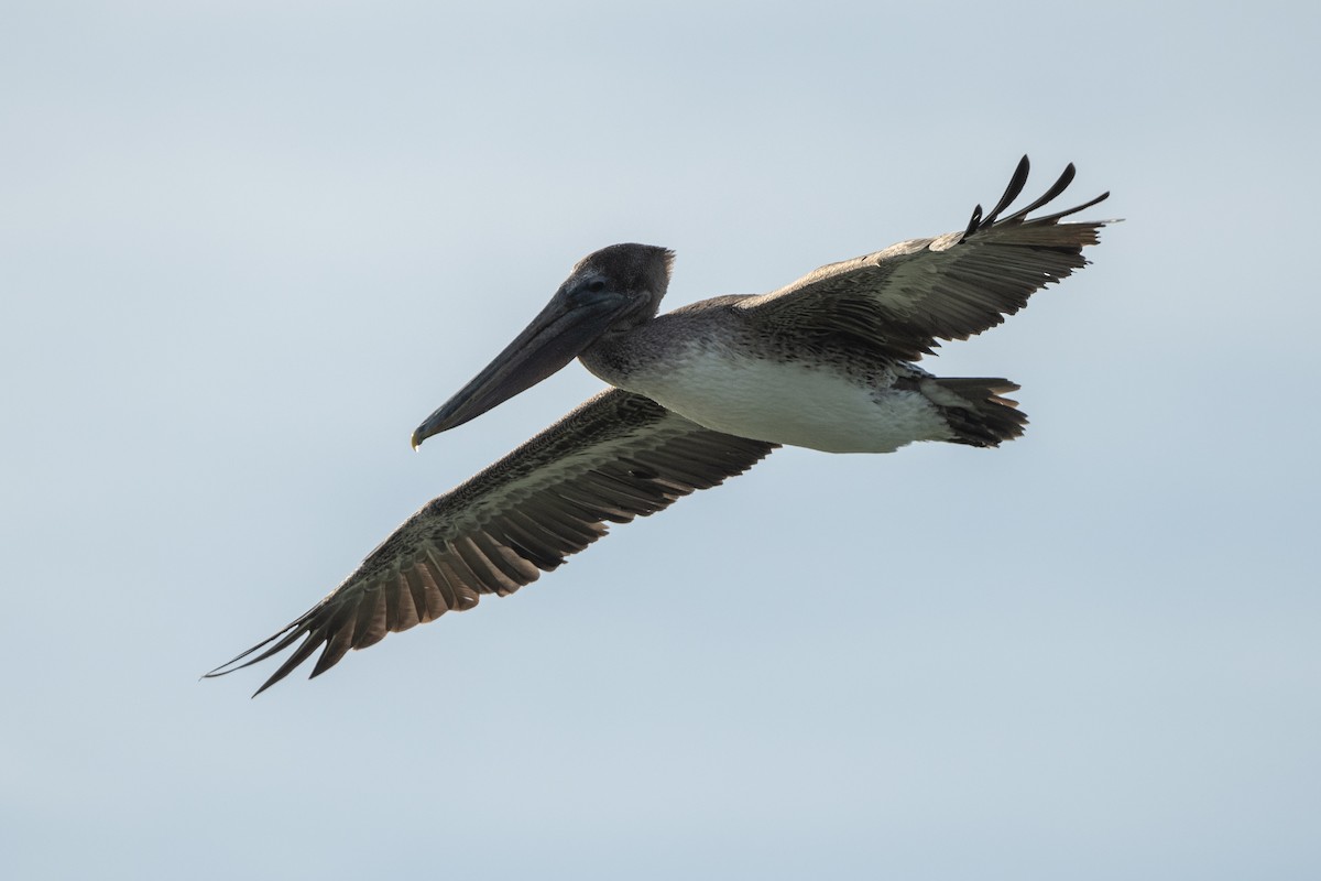 pelikán hnědý - ML644770775