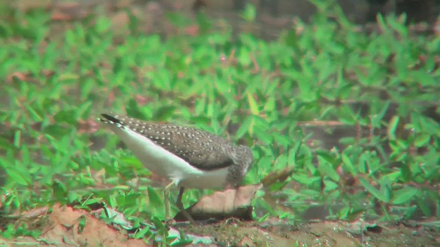 skogsnipe - ML644770778