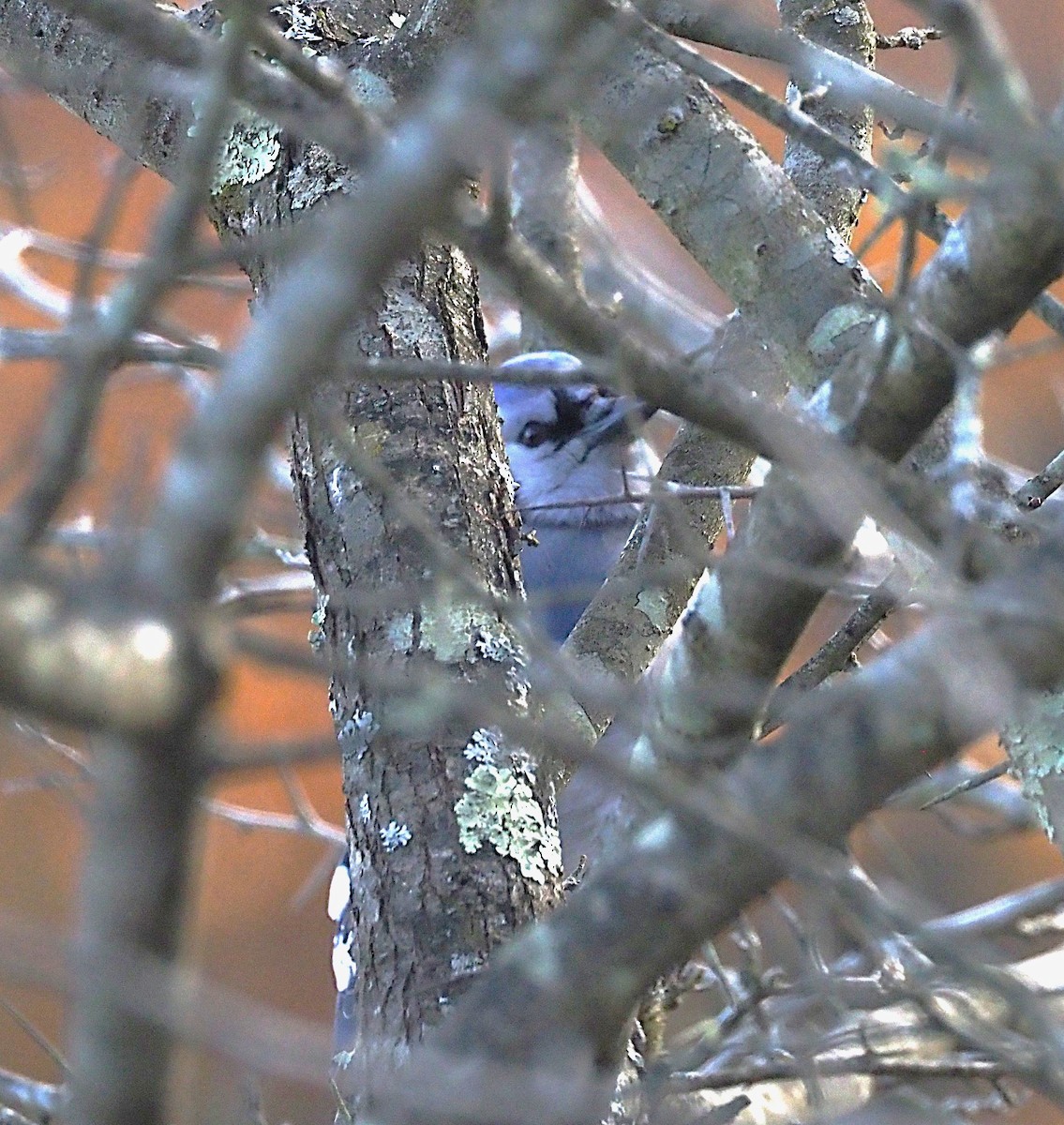 Blue Jay - ML644770780