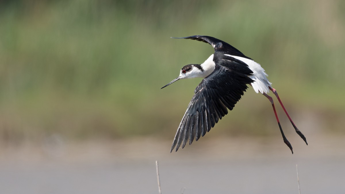 Black-winged Stilt - ML644770787
