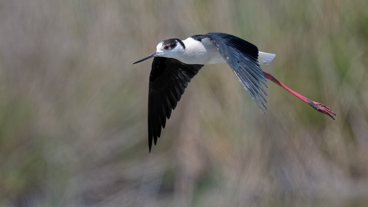 Black-winged Stilt - ML644770788